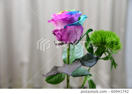 彩虹玫瑰 彩虹玫瑰 60941742