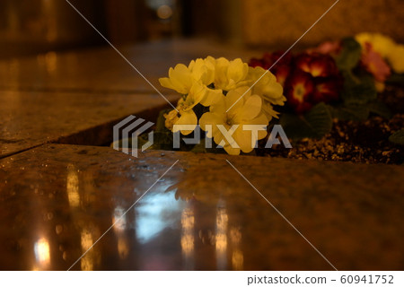 Flowerbed at night Flowerbed at night 60941752