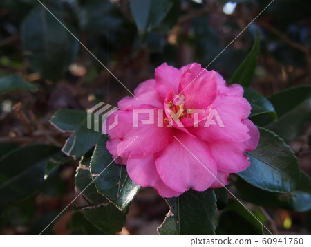 用鮮花綠色背景 60941760