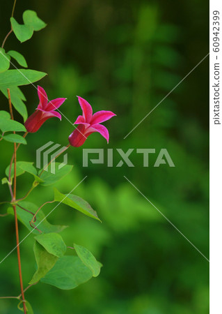 Clematis Clematis 60942399