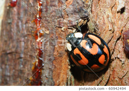Kamenoko ladybird and Japanese cedar Kamenoko ladybird and Japanese cedar 60942494