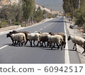 Sheep crossing the road 60942517