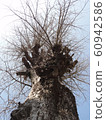 Tree with scattered leaves 60942586