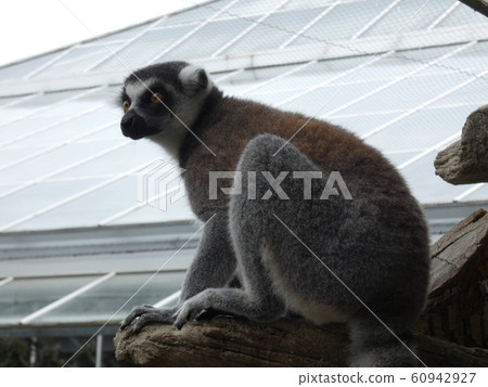 Kobe Animal Kingdom-Wow Fox 60942927