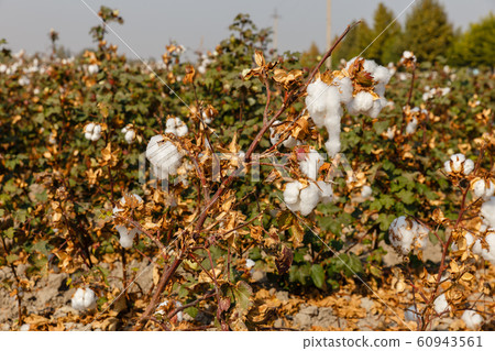 Branch of ripe cotton, Uzbekistan Branch of ripe cotton, Uzbekistan 60943561