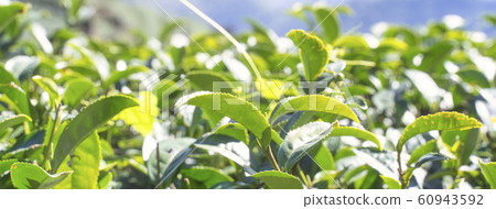 茶 茶葉 嫩葉 新芽 綠色 背景 農田 茶園 特寫 陽光 green tea leaf お茶 60943592