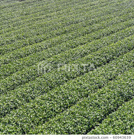 茶茶葉茶園產品茶園休閒園綠茶茶園 茶茶葉茶園產品茶園休閒園綠茶茶園 60943639