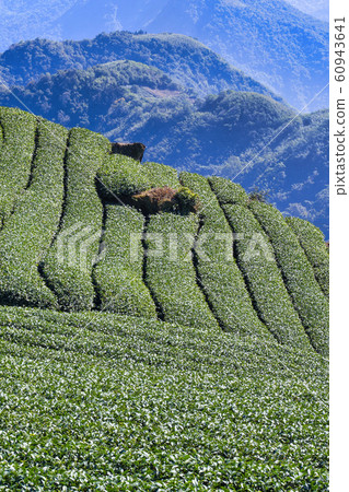 茶茶葉茶園產品茶園休閒園綠茶茶園 茶茶葉茶園產品茶園休閒園綠茶茶園 60943641