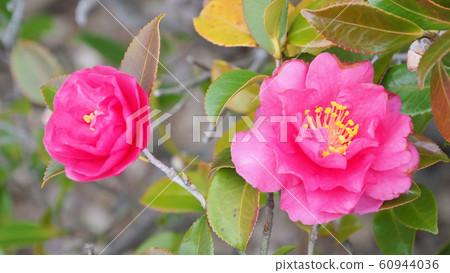 Beautiful sasanqua (sasanqua) (natural texture) Beautiful sasanqua (sasanqua) (natural texture) 60944036