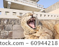 Cat Yawn 60944218