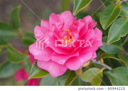 Beautiful sasanqua (sasanqua) (natural texture) Beautiful sasanqua (sasanqua) (natural texture) 60944228