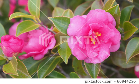 Beautiful sasanqua (sasanqua) (natural texture) Beautiful sasanqua (sasanqua) (natural texture) 60944250