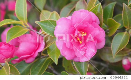 Beautiful sasanqua (sasanqua) (natural texture) 60944251