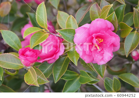 Beautiful sasanqua (sasanqua) (natural texture) 60944252