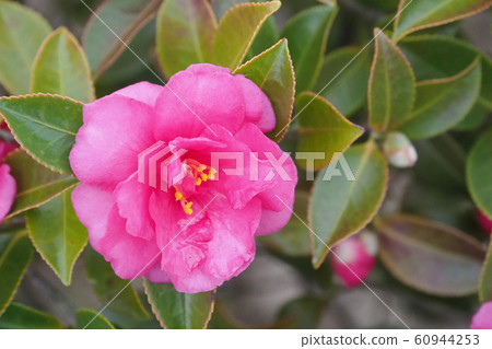 Beautiful sasanqua (sasanqua) (natural texture) Beautiful sasanqua (sasanqua) (natural texture) 60944253