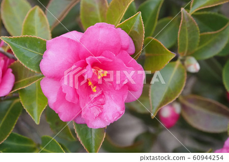 Beautiful sasanqua (sasanqua) (natural texture) Beautiful sasanqua (sasanqua) (natural texture) 60944254