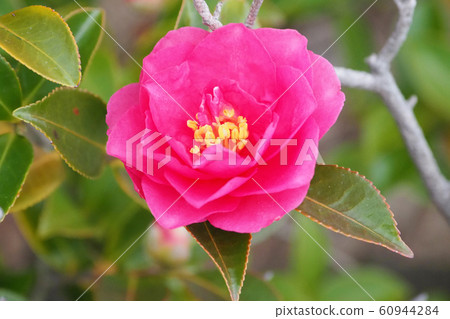 Beautiful sasanqua (sasanqua) (natural texture) Beautiful sasanqua (sasanqua) (natural texture) 60944284