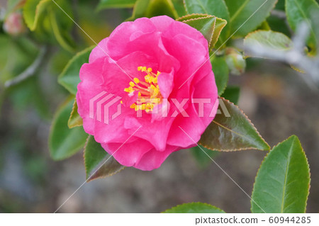 Beautiful sasanqua (sasanqua) (natural texture) Beautiful sasanqua (sasanqua) (natural texture) 60944285