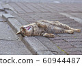 Cat Yawn 60944487