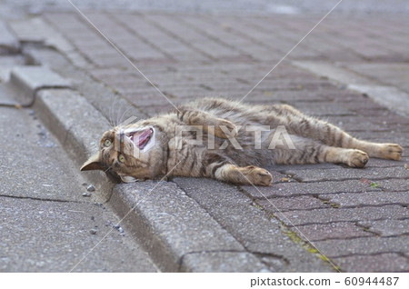 Cat Yawn 60944487