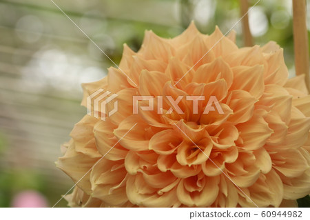 Dahlia 60944982