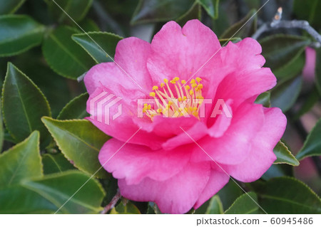 美麗的茶梅（茶梅）（自然紋理） 60945486