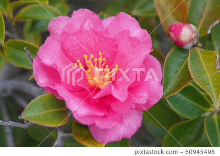 Beautiful sasanqua (sasanqua) (natural texture) 60945498