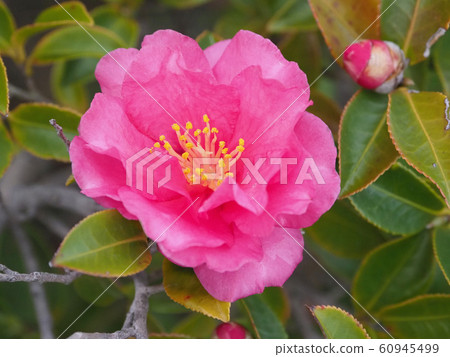 Beautiful sasanqua (sasanqua) (natural texture) 60945499