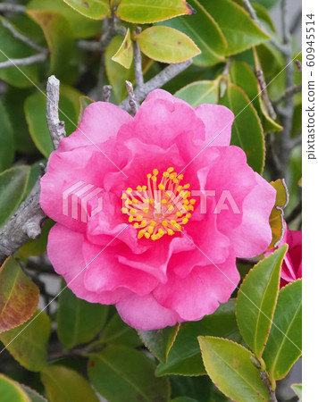 Beautiful sasanqua (sasanqua) (natural texture) Beautiful sasanqua (sasanqua) (natural texture) 60945514