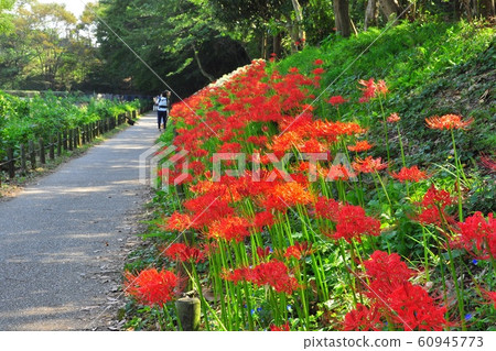 大和泉森林中的群集孤挺花 大和泉森林中的群集孤挺花 60945773