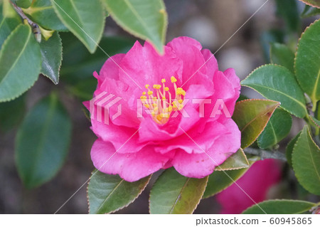 Beautiful sasanqua (sasanqua) (natural texture) Beautiful sasanqua (sasanqua) (natural texture) 60945865