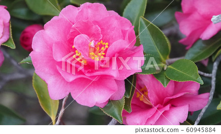 美麗的茶梅(茶梅)(自然紋理) 美麗的茶梅(茶梅)(自然紋理) 60945884