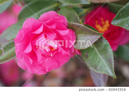 美麗的茶梅（茶梅）（自然紋理） 60945916