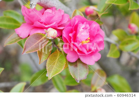 Beautiful sasanqua (sasanqua) (natural texture) Beautiful sasanqua (sasanqua) (natural texture) 60946314