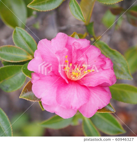 Beautiful sasanqua (sasanqua) (natural texture) Beautiful sasanqua (sasanqua) (natural texture) 60946327