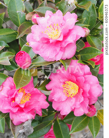 Beautiful sasanqua (sasanqua) (natural texture) 60946373