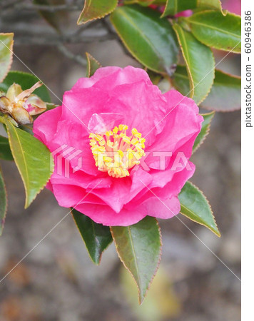 Beautiful sasanqua (sasanqua) (natural texture) 60946386