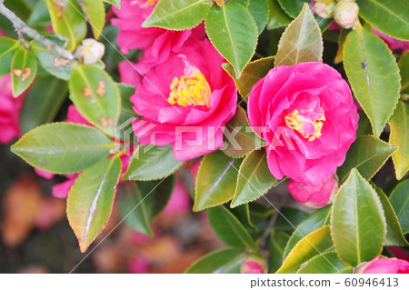 Beautiful sasanqua (sasanqua) (natural texture) 60946413
