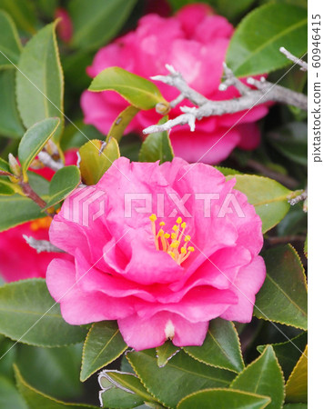Beautiful sasanqua (sasanqua) (natural texture) 60946415