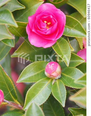 Beautiful sasanqua (sasanqua) (natural texture) 60946417