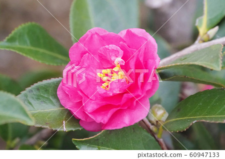 Beautiful sasanqua (sasanqua) (natural texture) Beautiful sasanqua (sasanqua) (natural texture) 60947133