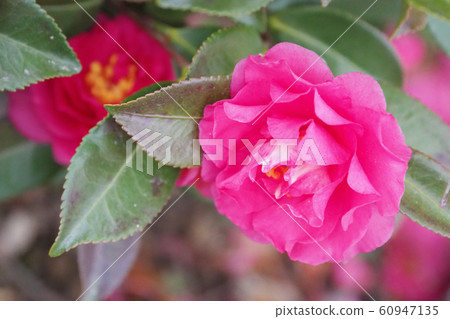 Beautiful sasanqua (sasanqua) (natural texture) Beautiful sasanqua (sasanqua) (natural texture) 60947135