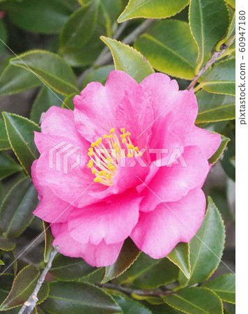 美麗的茶梅（茶梅）（自然紋理） 60947180