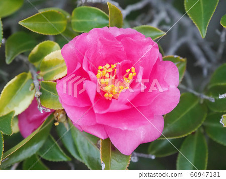 美麗的茶梅（茶梅）（自然紋理） 60947181