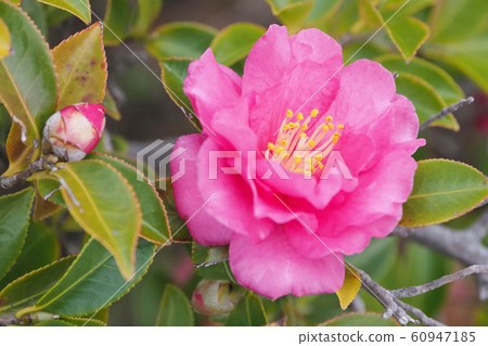 Beautiful sasanqua (sasanqua) (natural texture) Beautiful sasanqua (sasanqua) (natural texture) 60947185