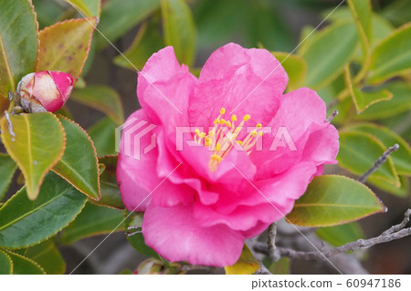 Beautiful sasanqua (sasanqua) (natural texture) Beautiful sasanqua (sasanqua) (natural texture) 60947186