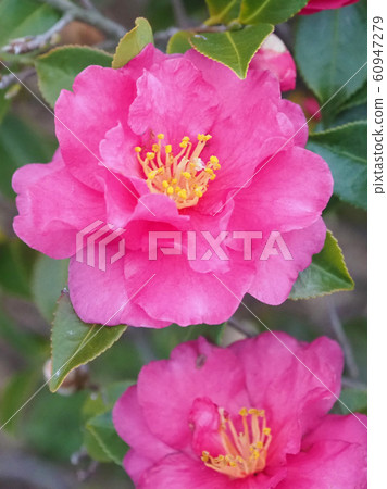 Beautiful sasanqua (sasanqua) (natural texture) Beautiful sasanqua (sasanqua) (natural texture) 60947279