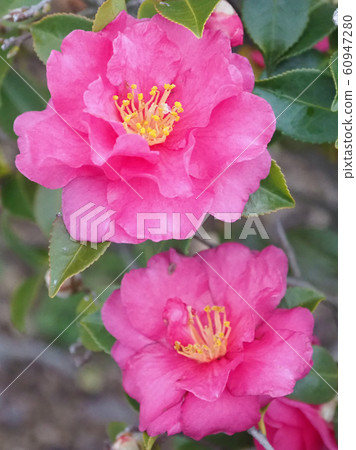 Beautiful sasanqua (sasanqua) (natural texture) Beautiful sasanqua (sasanqua) (natural texture) 60947280