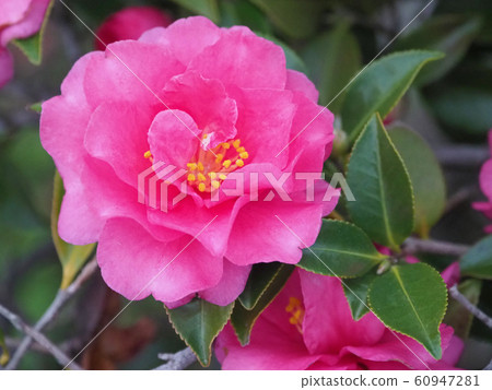 Beautiful sasanqua (sasanqua) (natural texture) Beautiful sasanqua (sasanqua) (natural texture) 60947281