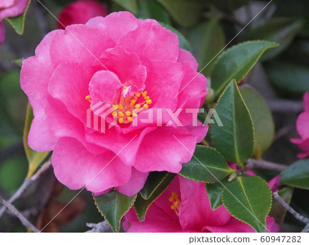 Beautiful sasanqua (sasanqua) (natural texture) Beautiful sasanqua (sasanqua) (natural texture) 60947282